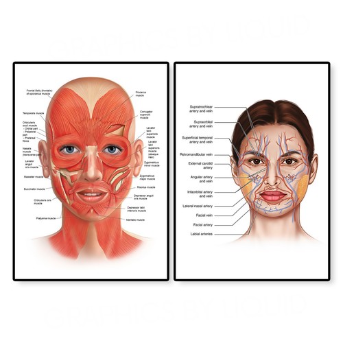 Face anatomy muscle veins - face,