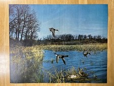 Vintage mallard duck family - mallard,