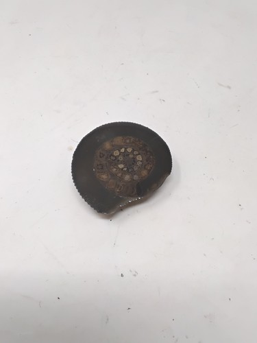 Prehistoric ammonite fossil - prehistoric,