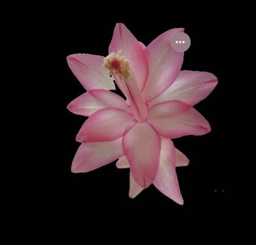 Schlumbergera eprics star - eprics,