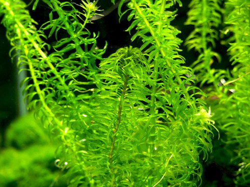 Egeria najas pondweed - egeria, narrow