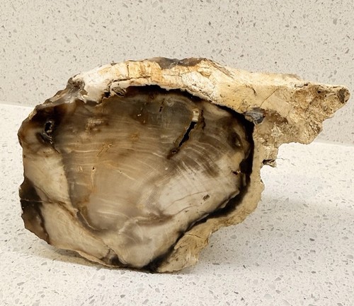 Polished petrified wood slab - petrified,