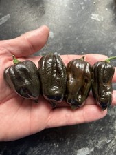 Swiss Chocolate Habanero Chilli Seeds X10