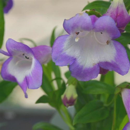 Penstemon czar pack - penstemon, 3
