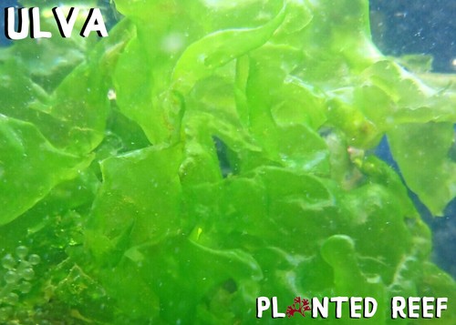 Ulva macroalgae frag macro - ulva,