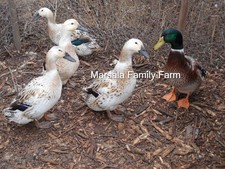 6+ Welsh Harlequin Duck