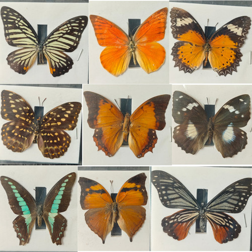 10pcs butterfly specimen - butterfly,
