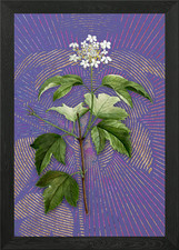 Vintage guelder rose art - vintage,