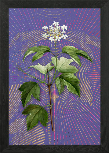 Vintage guelder rose - vintage,