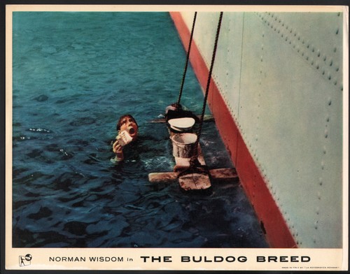 Buldog breed lobby card - buldog,