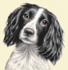 Black/White SPRINGER SPANIEL