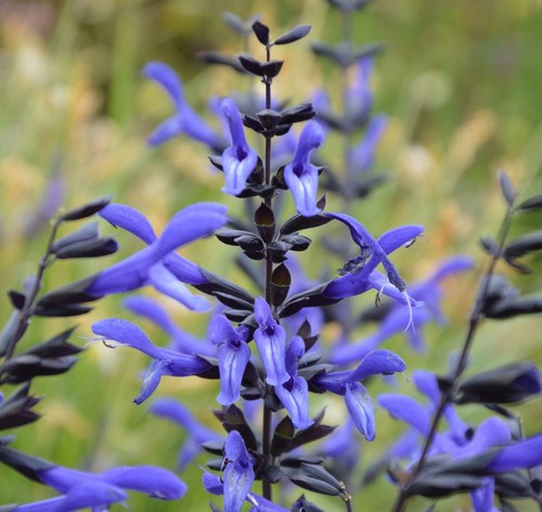 Salvia rockin blue suede - rockin, 'blue