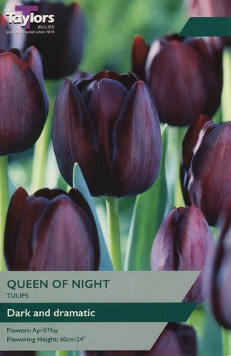 Tulip queen night spring - night.,