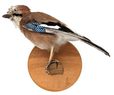 Taxidermy Eurasian Jay (Garrulus Glandarius) Bird Wall Mount Kent