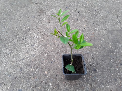 Calamondin citrus tree - calamondin, –