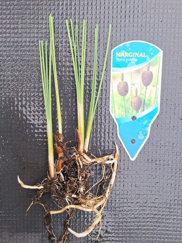 Dwarf bulrush typha - 1,