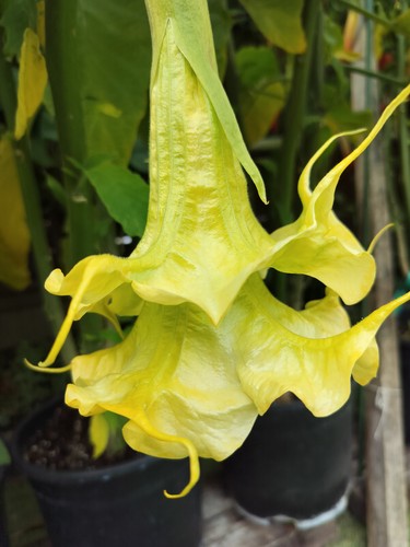Brugmansia verveine - brugmansia, sb