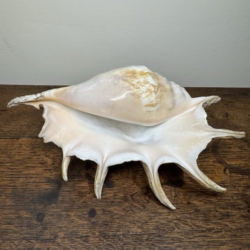 Vintage large spider - large, conch