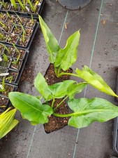 Zantedeschia aethiopica 'White Giant' / 'Hercules' - 14 cm Pot Hardy Aroid