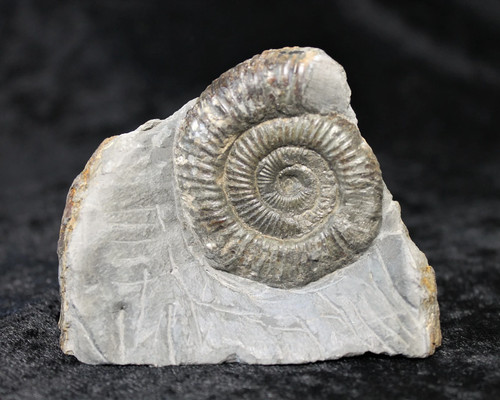 Dactylioceras ammonite - dactylioceras,