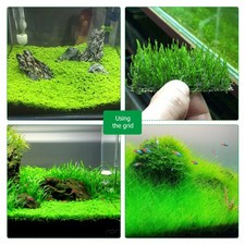 Christmas Moss Plant Aquarium