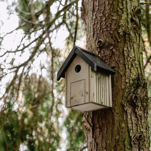 Bird nest box - nest, blue