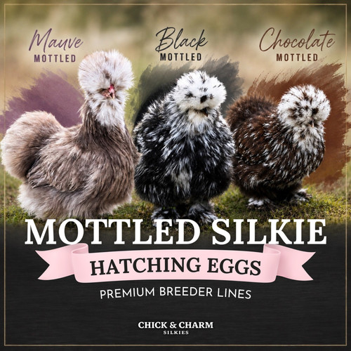 Rare mottled silkie - |,