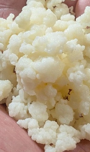 20g tibetan culture milk - , kefir