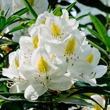 Rhododendron madame masson - rhododendron,