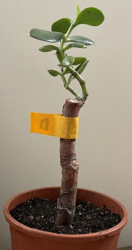 Crassula ovata jade - ovata, succulent