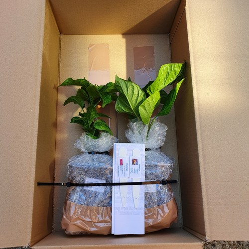 Any our large chilli - any, of