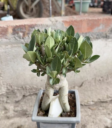 Rarelive house plant - house,