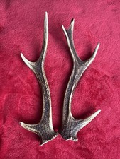 PAIR OF SIKA DEER ANTLERS