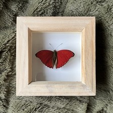 Real Framed Red Glider