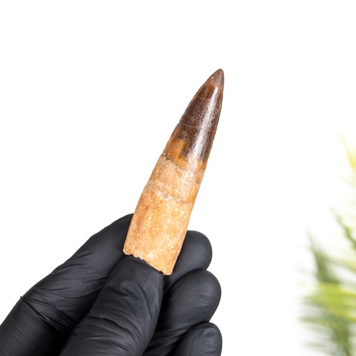 Spinosaurus dinosaur tooth - dinosaur,