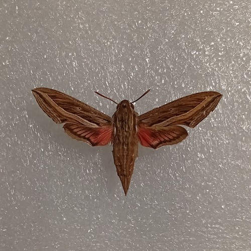 Hippotion celerio moth set - hippotion,