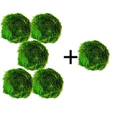 Marimo moss balls - 1-3cm, 5