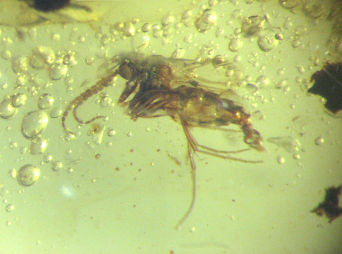Cretaceous amber fossil - cretaceous,