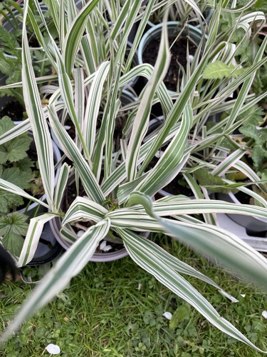 Variegated ornamental grass - ornamental,