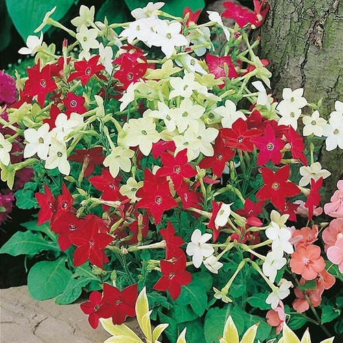 Nicotiana roulette mixed seeds - nicotiana,
