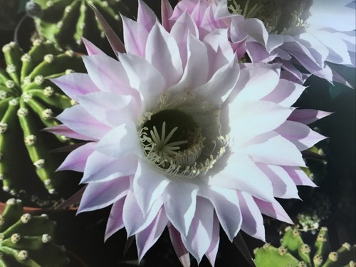 Echinopsis cactus potted - echinopsis,