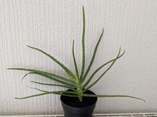 Large Organic Medical  Aloe