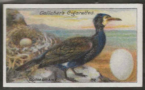 Gallaher birds nests eggs - gallaher-birds,