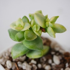Crassula Rupestris Variegata