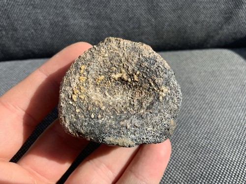 Fossil plesiosaur vertebra - fossil,