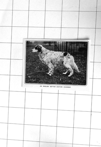 1903 english setter - 1903,