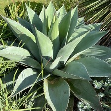 Agave ovatifolia 'The Whales