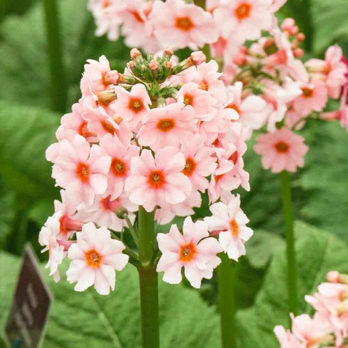 Primula japonica apple - japonica,