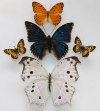 Real Butterfly specimens X5