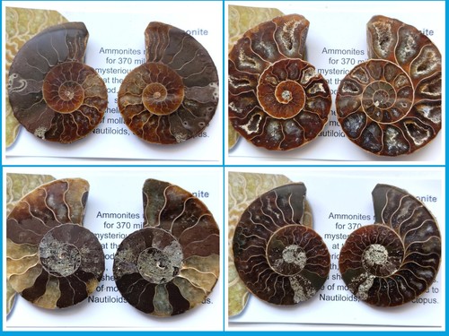 Lot ammonite fossil - ammonite,